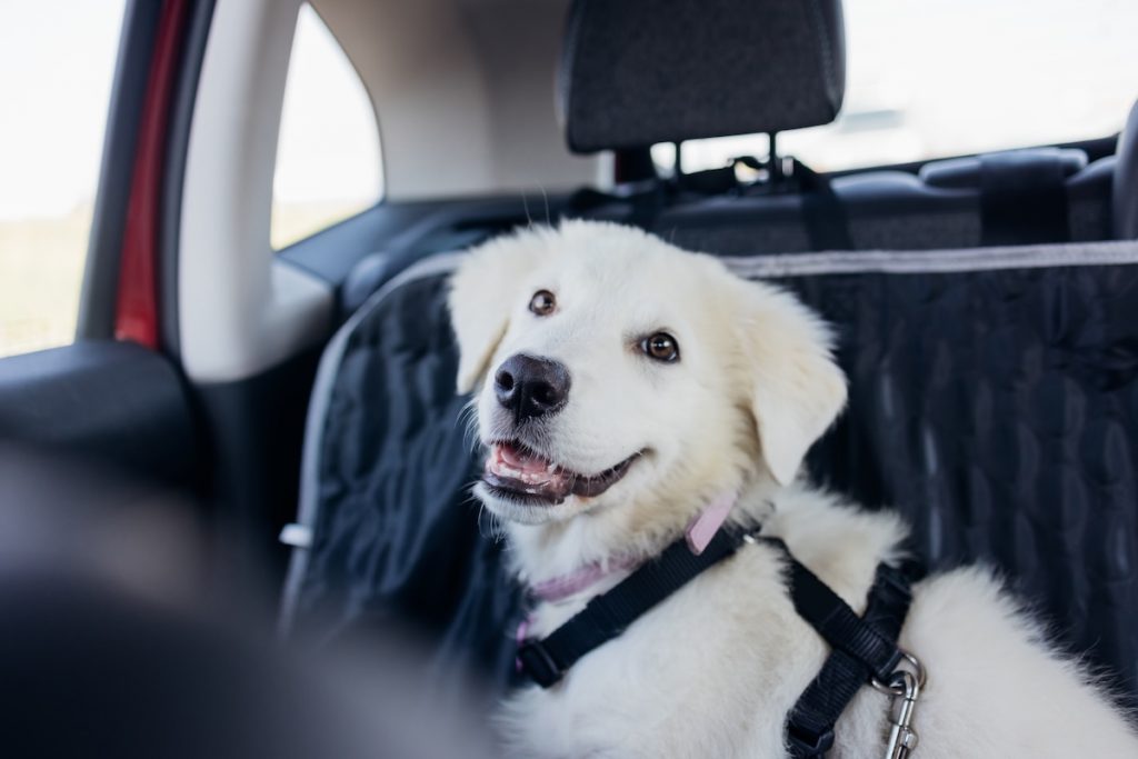dogs in cars the law uk